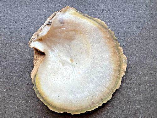 Große echte perlmuttmuschel - echte,