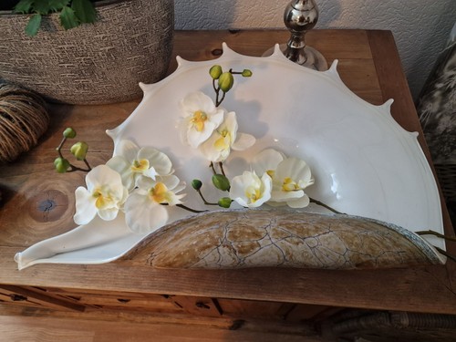 Große muschelschale - große,